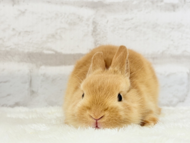 【最新画像・動画更新🪄】僕の可愛さは世界1だよ🐰👑🧡ネザーランドドワーフ(オレンジ) 男の子 ネザーランドドワーフ