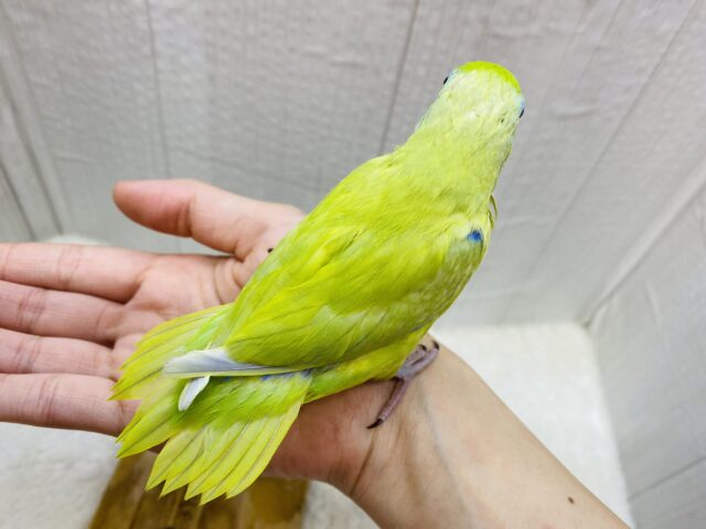 マメルリハ
