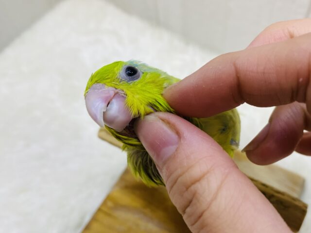 マメルリハ