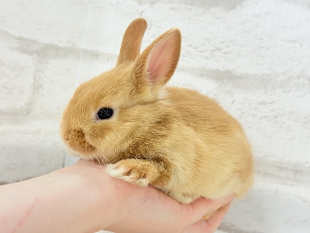【最新画像・動画更新🪄】僕の可愛さは世界1だよ🐰👑🧡ネザーランドドワーフ(オレンジ) 男の子 ネザーランドドワーフ