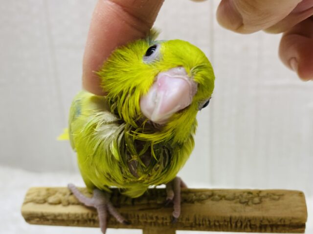 マメルリハ