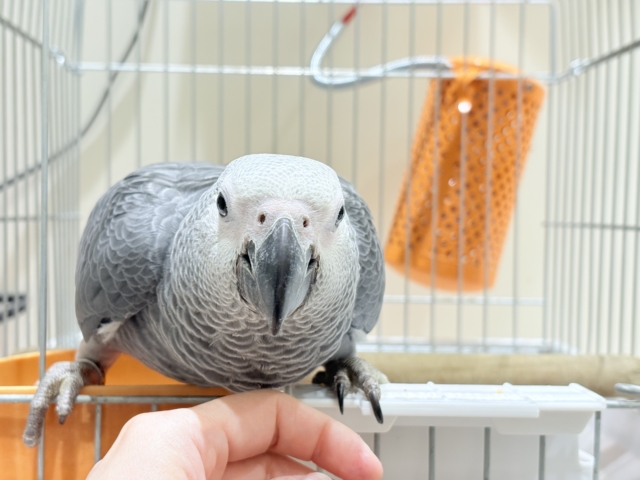 【最新画像更新🪄もうすぐひとり餌☆】極上の甘さに要注意🦜💖ヨウム(男の子) ヨウム