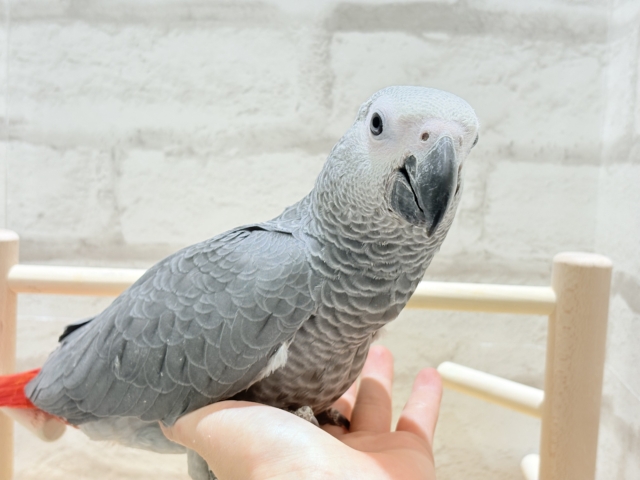 【最新画像更新🪄もうすぐひとり餌☆】極上の甘さに要注意🦜💖ヨウム(男の子) ヨウム