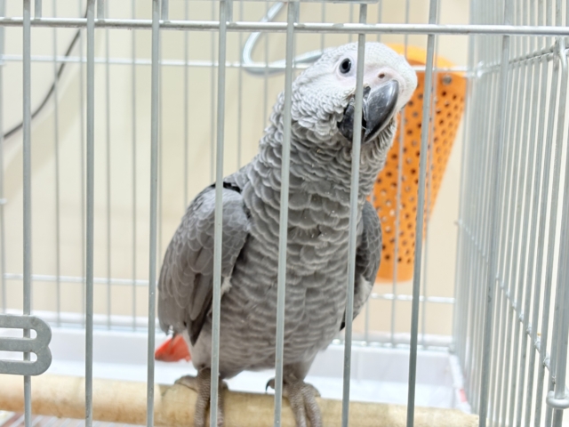 ヨウム