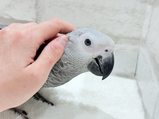 ヨウム