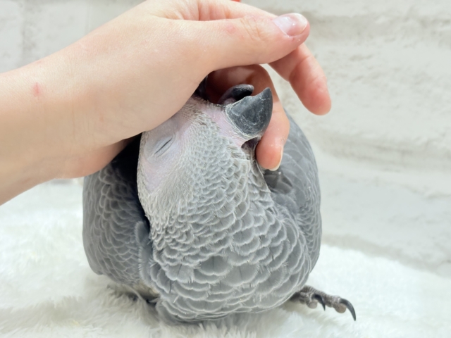 ヨウム