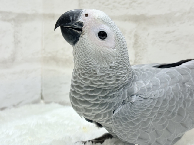 【最新画像更新🪄もうすぐひとり餌☆】極上の甘さに要注意🦜💖ヨウム(男の子) ヨウム