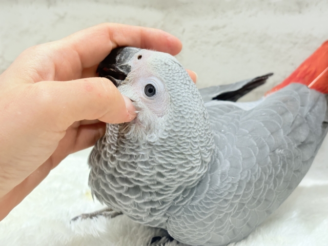 ヨウム