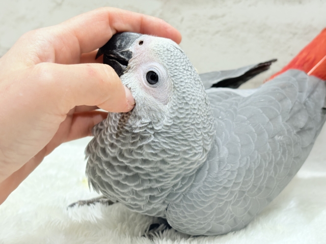 【最新画像更新🪄もうすぐひとり餌☆】極上の甘さに要注意🦜💖ヨウム(男の子) ヨウム