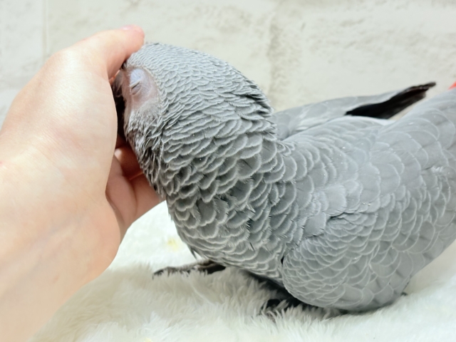 ヨウム