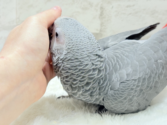 ヨウム