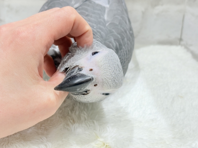 ヨウム