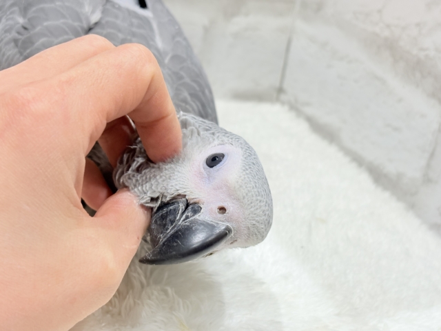 【最新画像更新🪄もうすぐひとり餌☆】極上の甘さに要注意🦜💖ヨウム(男の子) ヨウム