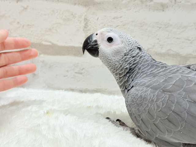 ヨウム