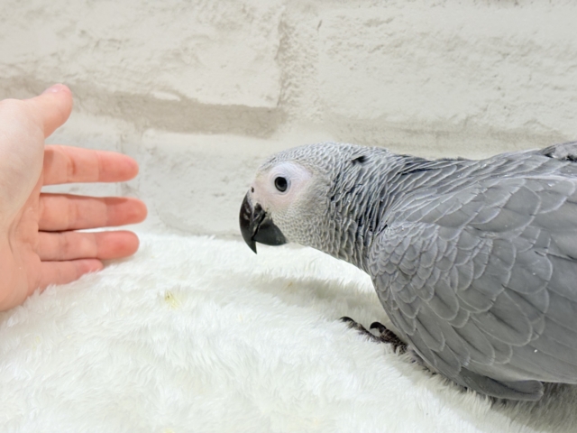 ヨウム