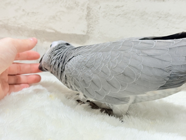 ヨウム
