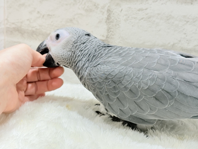 【最新画像更新🪄もうすぐひとり餌☆】極上の甘さに要注意🦜💖ヨウム(男の子) ヨウム