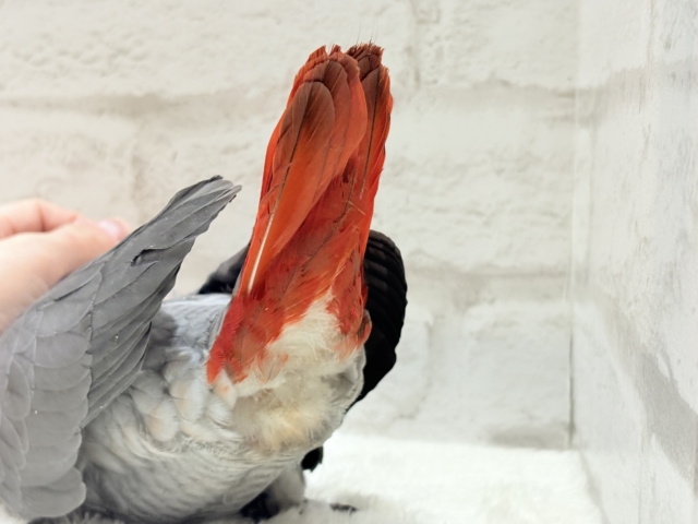【最新画像更新🪄もうすぐひとり餌☆】極上の甘さに要注意🦜💖ヨウム(男の子) ヨウム