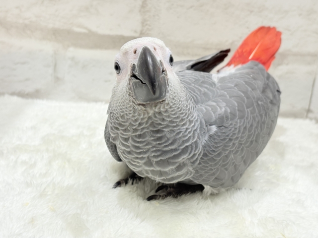【最新画像更新🪄もうすぐひとり餌☆】極上の甘さに要注意🦜💖ヨウム(男の子) ヨウム