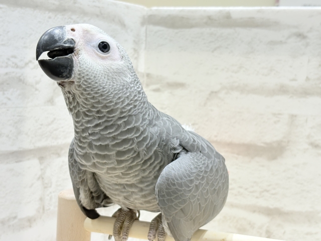【最新画像更新🪄もうすぐひとり餌☆】極上の甘さに要注意🦜💖ヨウム(男の子) ヨウム