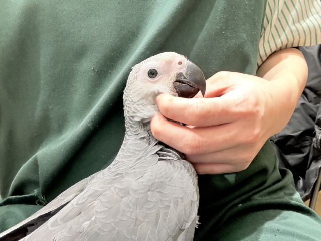 ヨウム