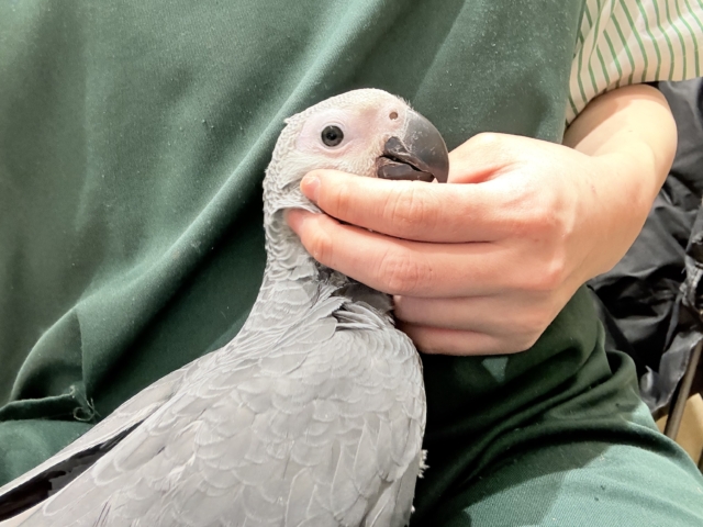 【最新画像更新🪄もうすぐひとり餌☆】極上の甘さに要注意🦜💖ヨウム(男の子) ヨウム