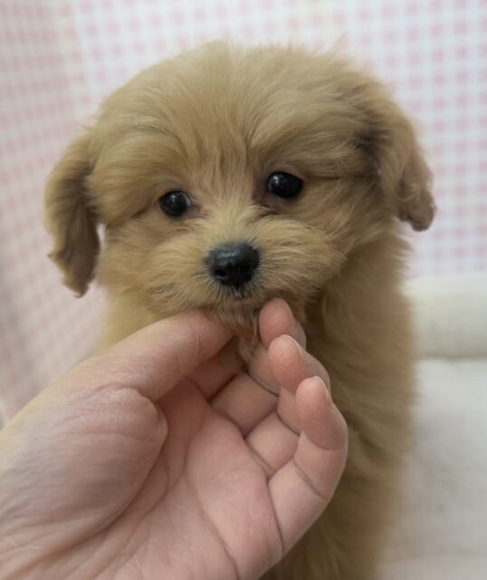 ポメプー