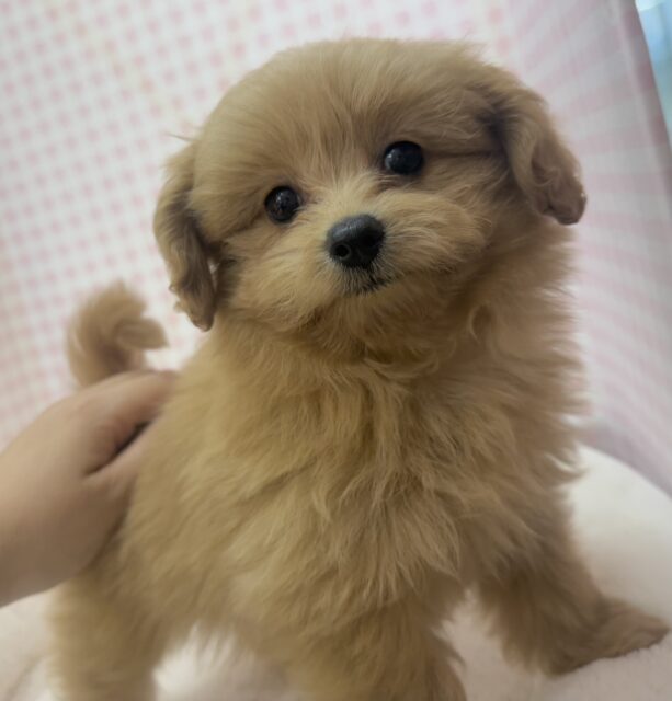 ポメプー