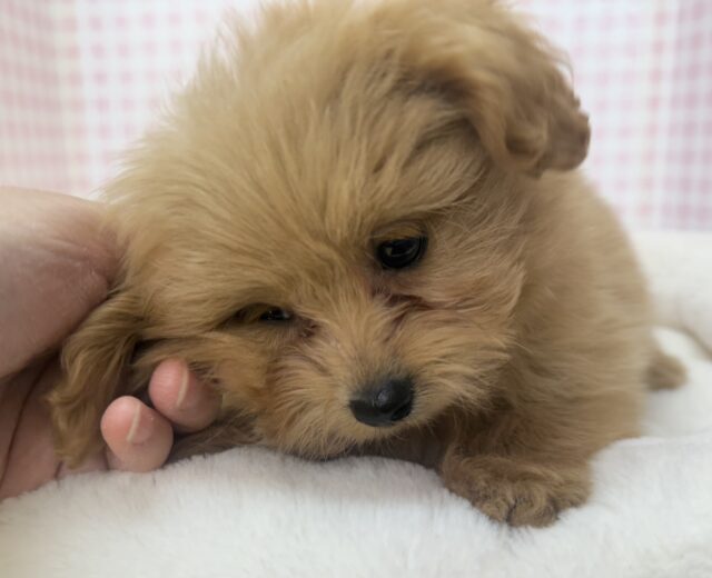 ポメプー