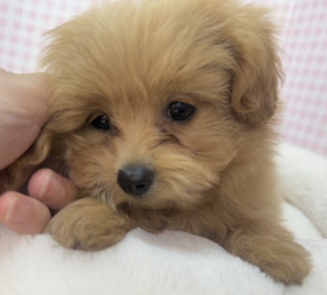 ポメプー