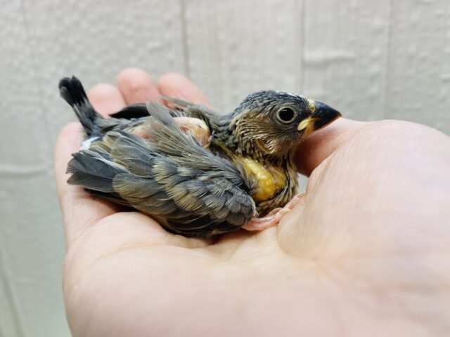桜文鳥