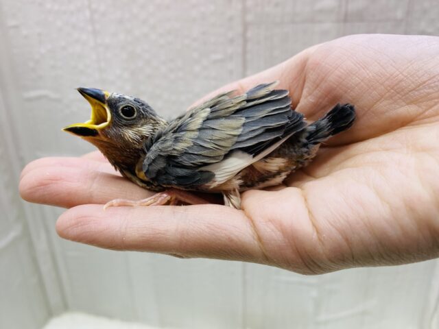 桜文鳥