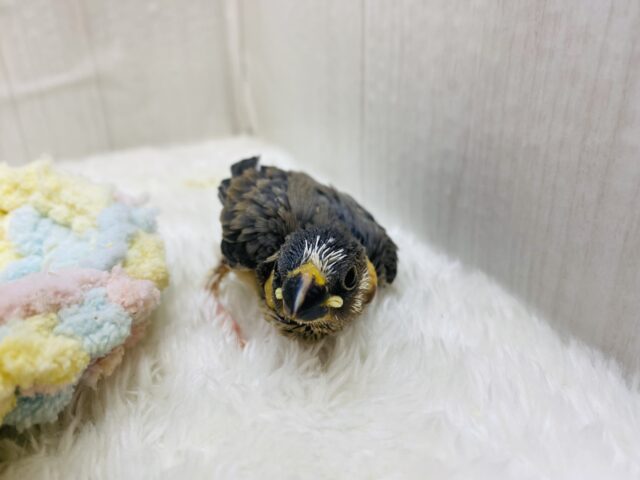 桜文鳥