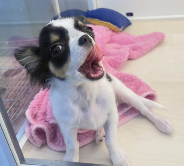 チワワ