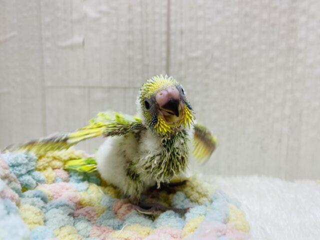 セキセイインコ
