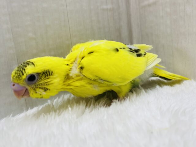 最新画像有ります🌱目つきはキリッと✨ワイルドにぃ〜セキセイインコの黄ハルクイン⭐️ セキセイインコ