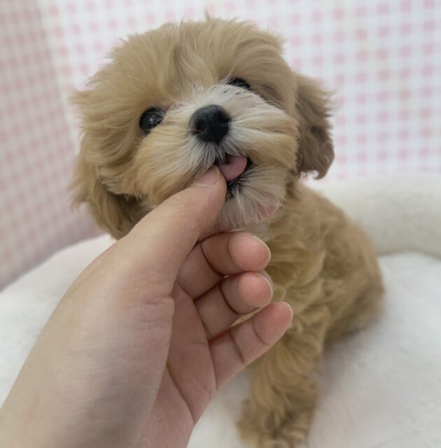 マルプー