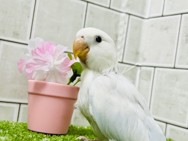 ✨最新画像✨薄っすらブルーの上品さ・・・ ️️️🩵🌈🪽コザクラインコ コザクラインコ(小桜インコ)