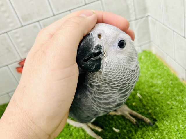 【最新画像更新☆☆】甘ったれBIGベビーが柏にもついに・・・ ヨウム ヨウム