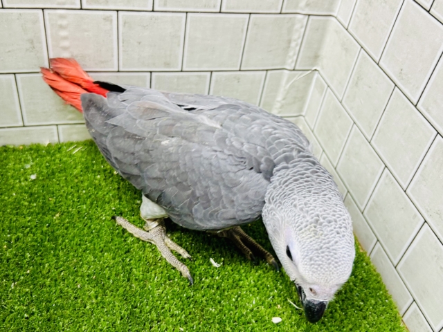 【最新画像更新☆☆】甘ったれBIGベビーが柏にもついに・・・ ヨウム ヨウム