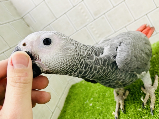 【最新画像更新☆☆】甘ったれBIGベビーが柏にもついに・・・ ヨウム ヨウム