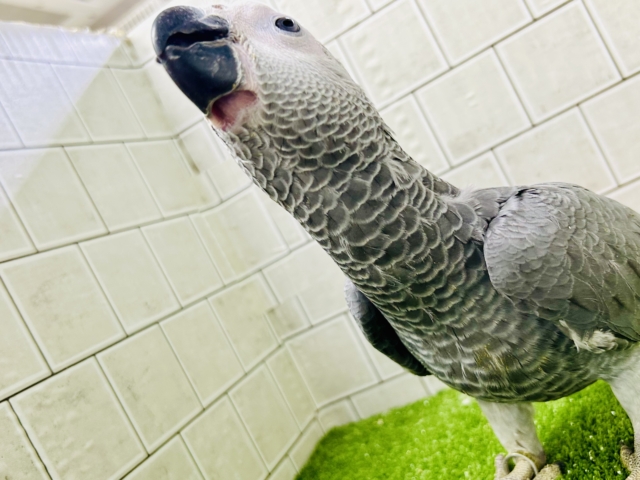 ヨウム