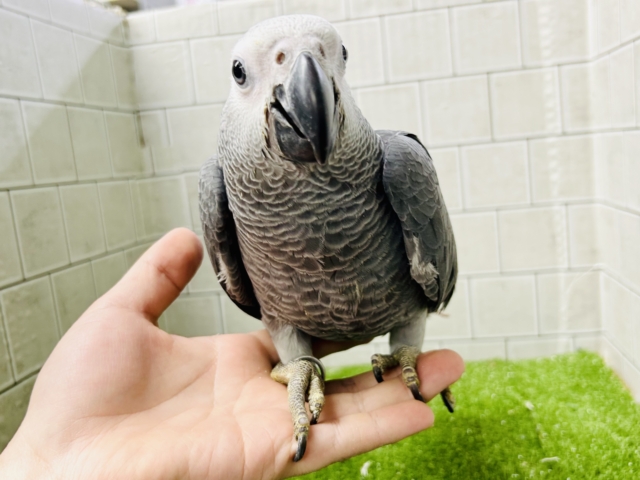 ヨウム