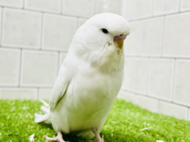 ちょいとレアなカラーがやってきましたゼ( *´艸`) ジャンボセキセイインコ ジャンボセキセイインコ