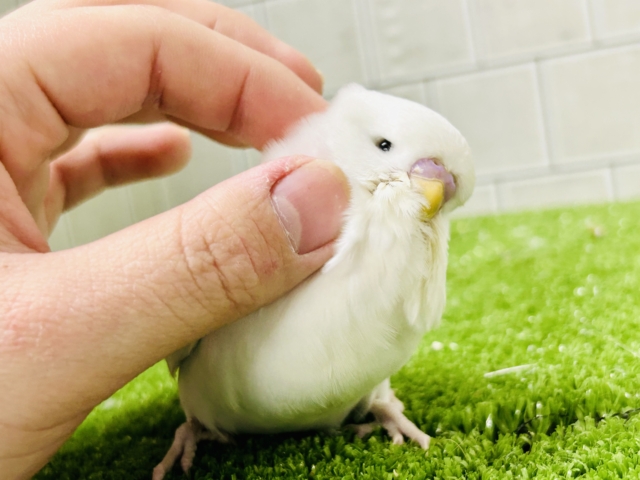 ちょいとレアなカラーがやってきましたゼ( *´艸`) ジャンボセキセイインコ ジャンボセキセイインコ