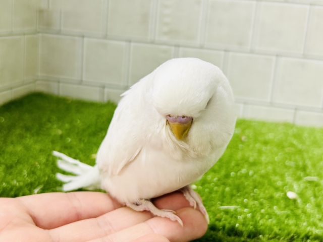 ちょいとレアなカラーがやってきましたゼ( *´艸`) ジャンボセキセイインコ ジャンボセキセイインコ