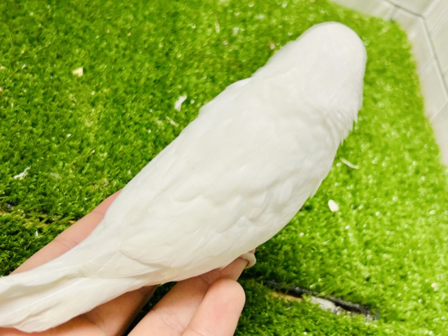 ちょいとレアなカラーがやってきましたゼ( *´艸`) ジャンボセキセイインコ ジャンボセキセイインコ