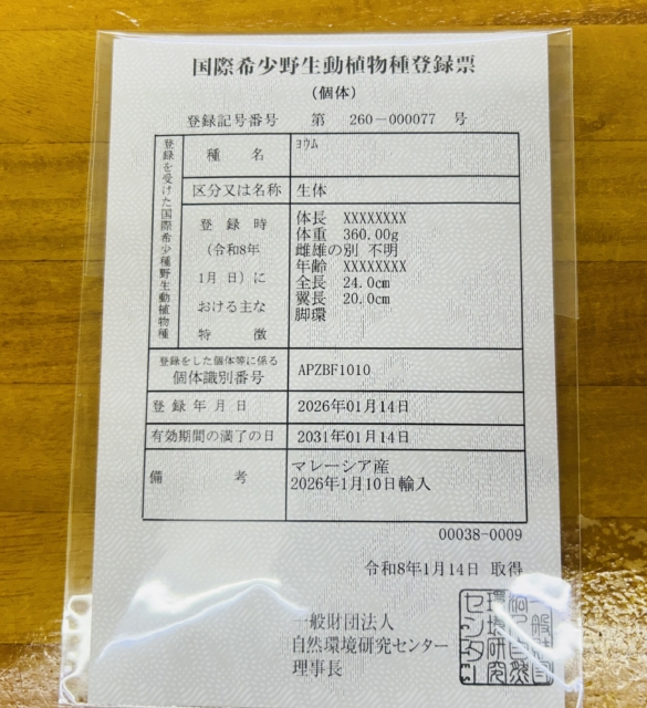 【最新画像更新☆☆】甘ったれBIGベビーが柏にもついに・・・ ヨウム ヨウム
