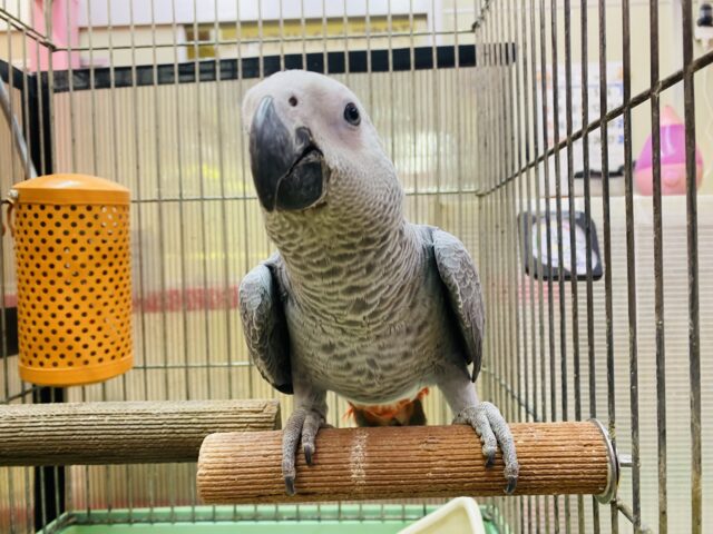 ヨウム