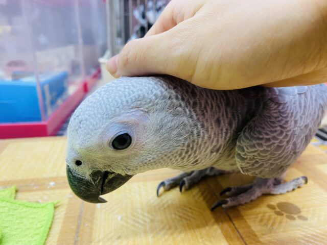 ヨウム
